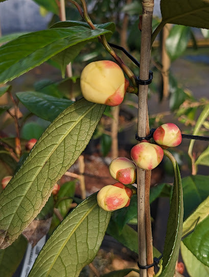 Camellia impressinervis