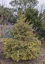 Ilex x 'Phillip Watson'