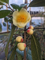 Camellia impressinervis