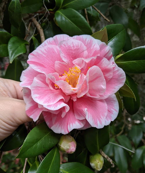Camellia 'Hikarugenji' (aka 'Herme')