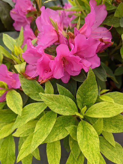 Rhododendron x pulchrum "Matsuda Gold" RARE  Garden Treasures Nursery