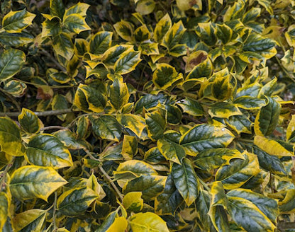 Ilex x 'Phillip Watson'
