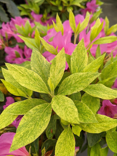 Rhododendron x pulchrum "Matsuda Gold" RARE