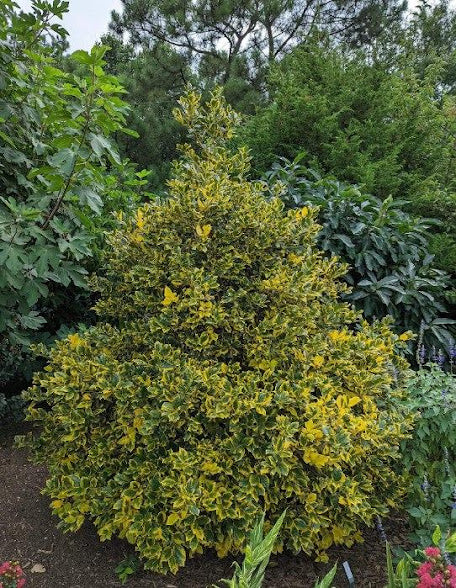 Ilex x 'Phillip Watson'